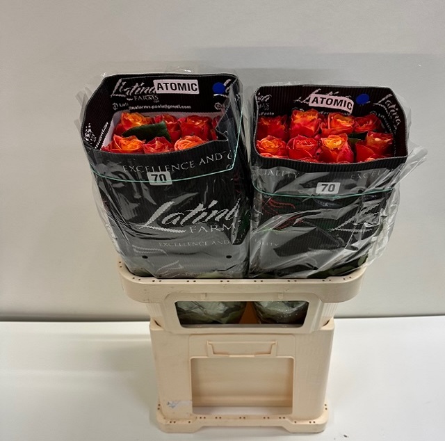 Rosa ec atomic LT.jpg